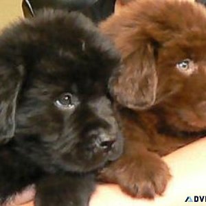 Cute Newfoundland Puppies