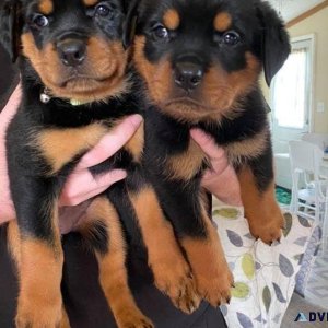 AKC Rottweiler Puppies for Adoption