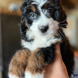 Gorgeous Bernedoodle Puppies