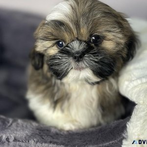 Adorable Shih Tzu Puppy