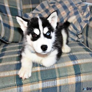 Siberian Husky Puppies For Sale