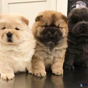 Healthy Chow Chow Puppies