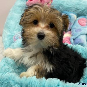 Adorable Yorkshire Terrier Puppy