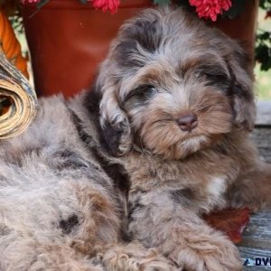 Cockapoo Puppy For Sale