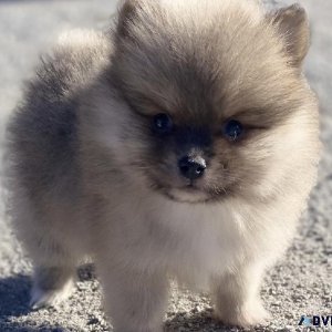 Lovely Pomeranian Puppy (Christmas Giveaway) 