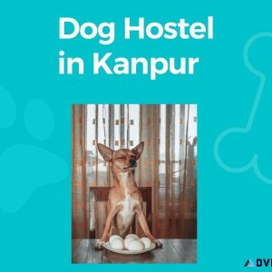 Dog Hostel Kanpur At Affordable Price