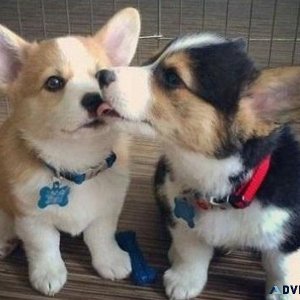 Lovely Pembroke Welsh Corgi Puppies