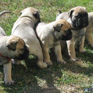 Healthy Bullmastiff Puppies