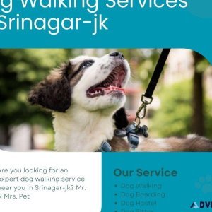 Expert Dog Walking Services Srinagar-jk