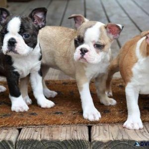 Lovely Boston Terrier Puppies