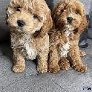 Cute Cockapoo Puppies