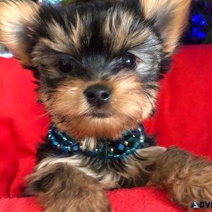 Incredible Yorkie puppies