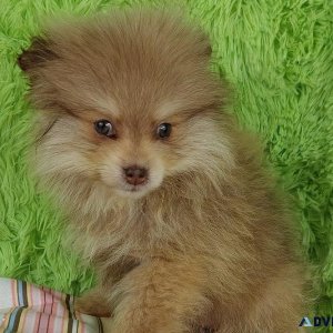 Trustworthy Pomeranian puppies