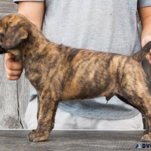 Cute Cane Corso Puppies