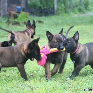 Healthy Belgian Malinois Puppies