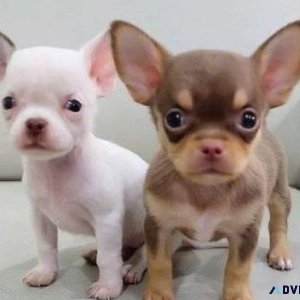 tecup Chihuahua Puppies