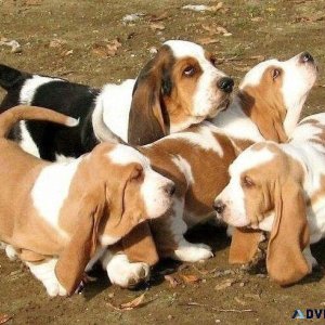 Cute Basset Hound Puppies