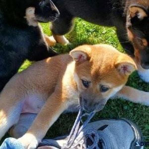 Adorable Shiba Inu Puppies