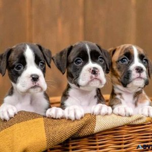 Lovely Boxer Puppies