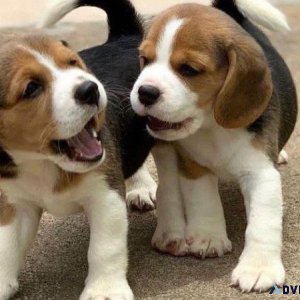 Active Beagle Puppies