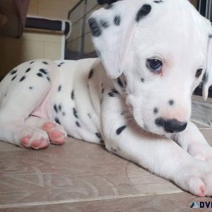 Charming Dalmatian Puppies