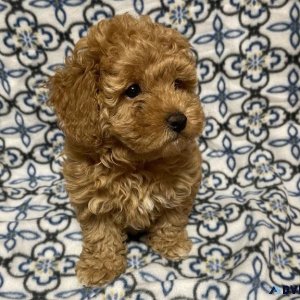 Toy Poodle Puppy