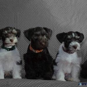 Mini Schnauzer Puppies