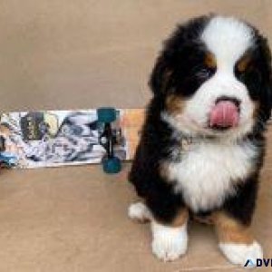 Lovely Bernese Mountain Dog Puppies