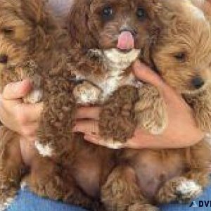 Affordable Cavapoo Puppies