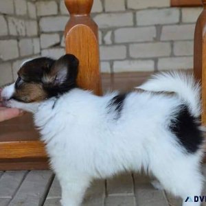 Cute Papillon puppies