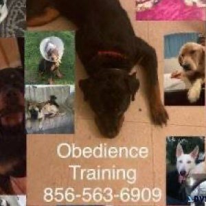 Obedience training all Breeds and