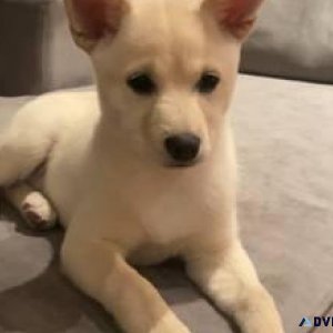 Shiba Inu puppies now ready