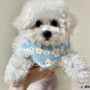 Stunning Bichon Frise Puppies