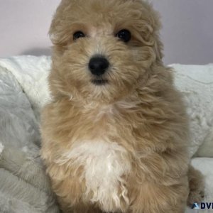 Miniature Poodle Puppy