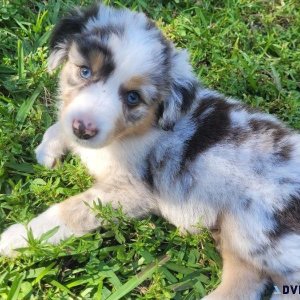 Australian shepherd