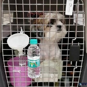 Safe and Reliable Pet Transport Service in Mumbai