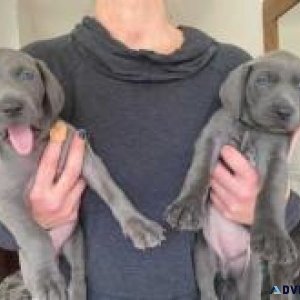 Calm Weimaraner Puppies