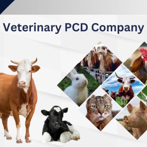 Veterinary pcd company: leading innovations in animal health