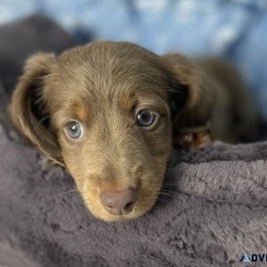 Dachshund Puppy (Christmas Giveaway)