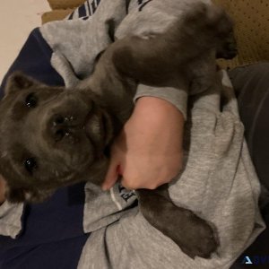 Cane Corso puppes for rehomeing