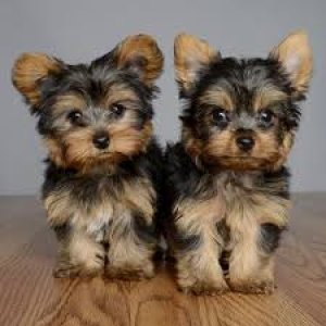 Cute teacup yorkies