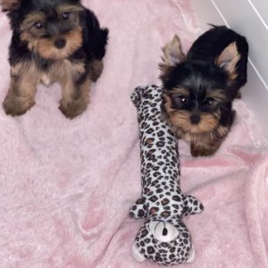 Adorable teacup male and female yorkie puppies available