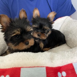 Yorkshire terrier puppies for sale