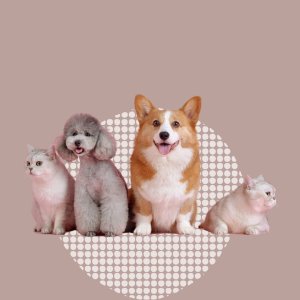 Pet care guide: nurturing happy and healthy pets