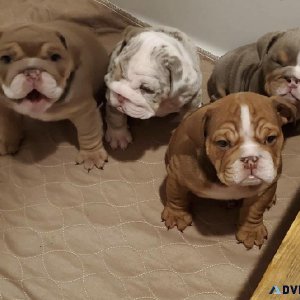 Healthy English Bulldog Puppy