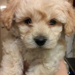 Maltipoo