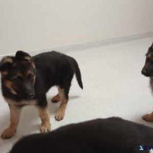 AKC German Shepherds