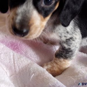 Miniature Dachshund Puppies