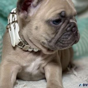 High Quality French Bulldog Female Puppy Easter Ready