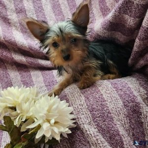 Yorkie Puppies